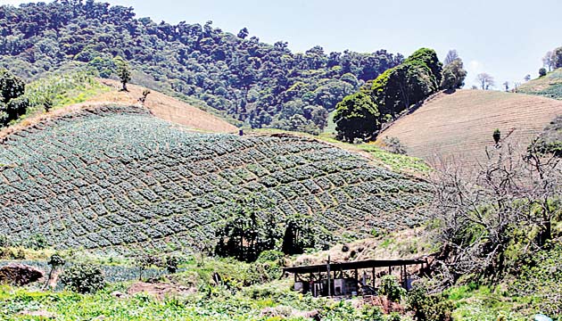 Sembradío de lechugas en Cerro Punta, una atracción para turistas.