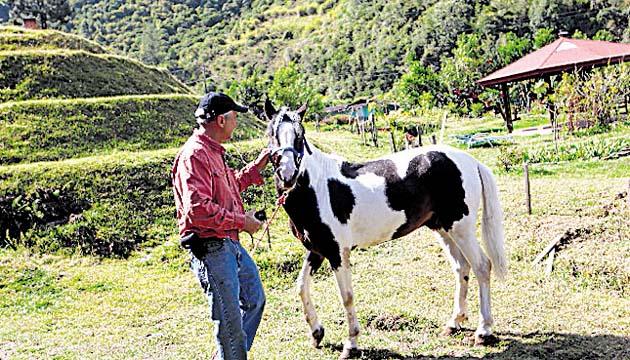 Distintas especies equinas. Por su clima y altura, en Cerro Punta los caballos desarrollan una mayor capacidad pulmonar.