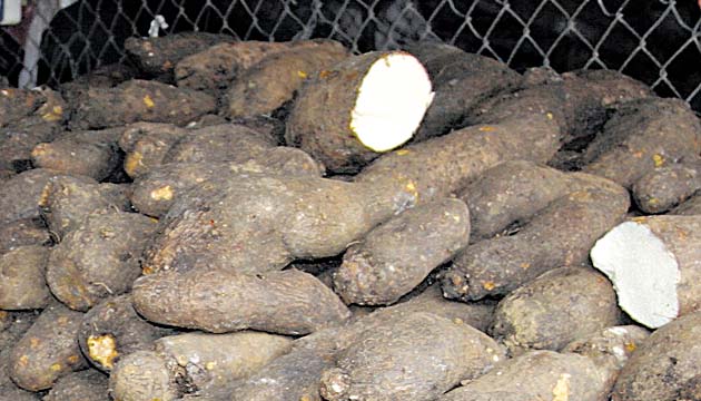 Se establece el precio del ñame baboso en $1.16 la libra.(Archivo.)