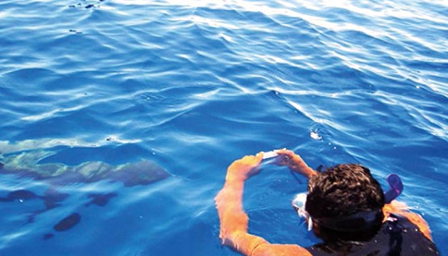 Delfines en las afueras de Cayos Holandeses(Cortesía Picari Tours)