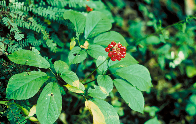 La planta de ginseng, WikiCommons