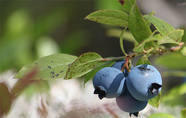 Arándanos azules, foto de la página web de Griffone