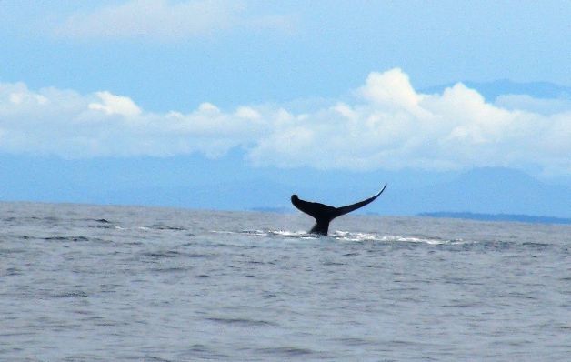 En su mayoría, los turistas buscan las ballenas. / José Manuel Adames Coiba, un buen lugar para el avistamiento de cetáceos