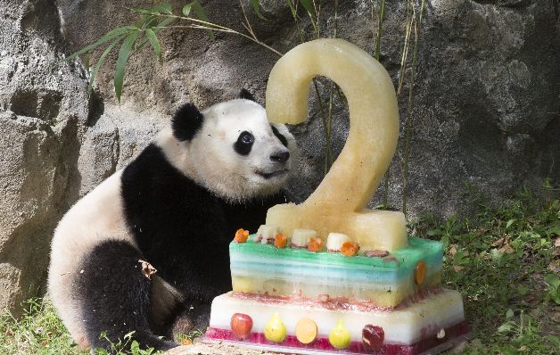 Mei Xiang es mamá 