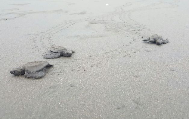 Un día es suficiente para recorrer isla Cañas y hacer la liberación. / Andrea Giménez Liberación de tortugas bebés, una experiencia de película