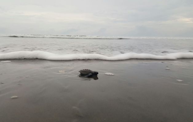 Entre 1 y 2 horas se toma la liberación de las tortugas. / Andrea Giménez Liberación de tortugas bebés, una experiencia de película