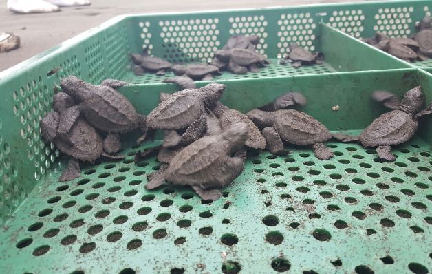 Los neonatos deben ser tocados con manos limpias y sin ningún químico. / Andrea Giménez Liberación de tortugas bebés, una experiencia de película