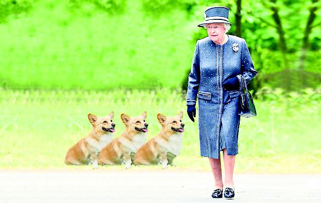 Los perros tienen un menú exclusivo para cada can.