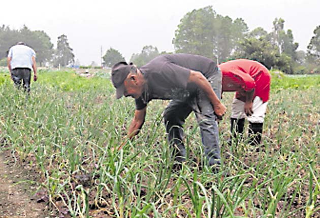 Autoridades están empecinadas  en desaparecer a los productores