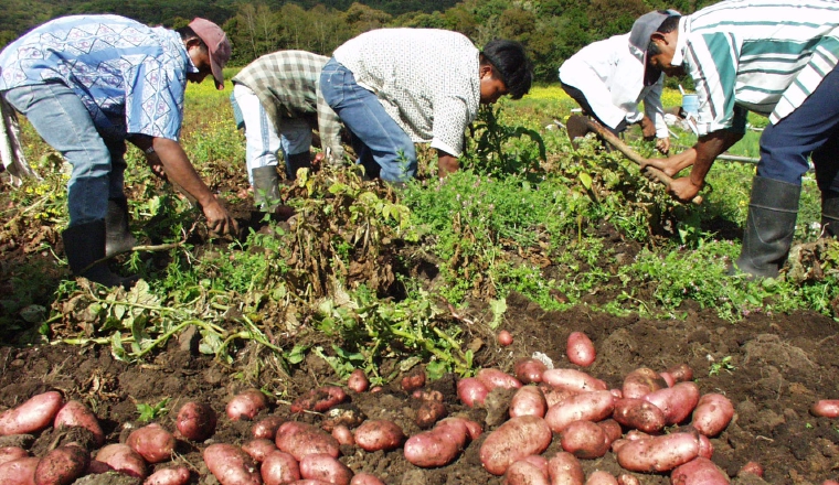  Centros poscosecha: Los centros poscosecha de Volcán y Dolega, en la provincia de Chiriquí, están sin uso, lo que preocupa a los productores, ya que les podrían servir para almacenaje del excedente de productos.