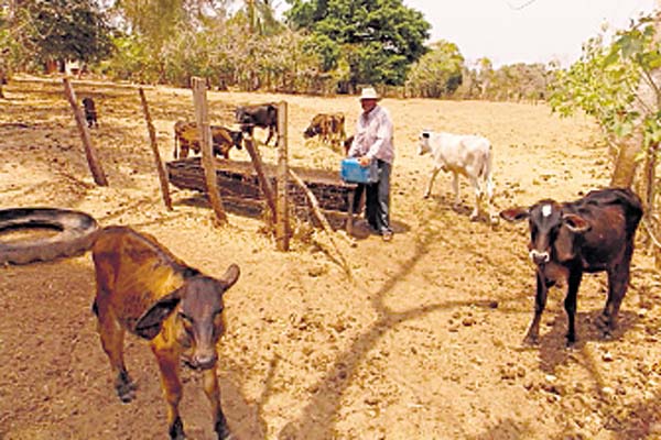 Alimentos para los panameños deben provenir de los campos