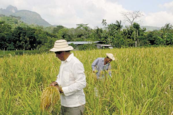 Autoridades buscan soluciones ‘cosméticas’ para sector agro