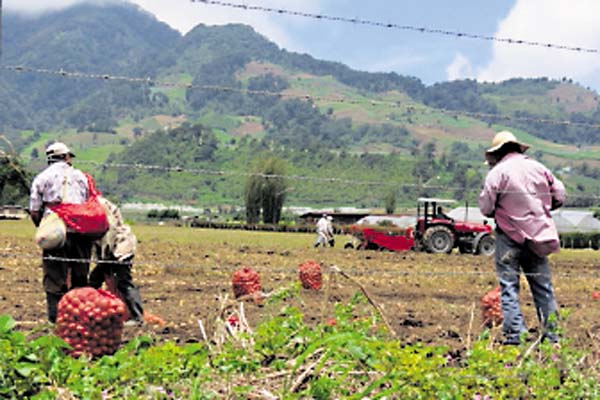 Existe abastecimiento de cebolla para tres meses, según productores