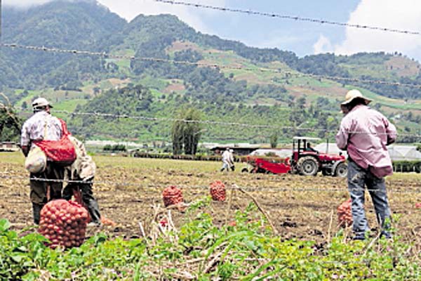 Baja la exportación de productos agrícolas tradicionales