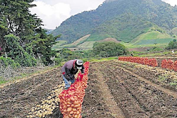 Productores afirman que no son sujetos de crédito en el BDA