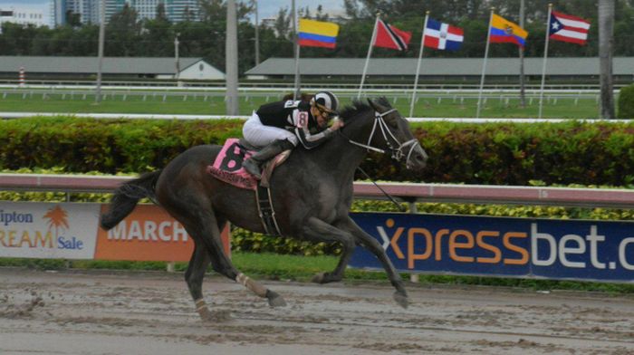 Gana Coltimus en competencia. Foto @GulfstreamPark Gana Coltimus en competencia. Foto @GulfstreamPark