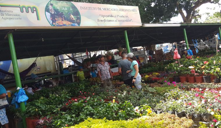 El colorido de la diversidad de plantas. El colorido de la diversidad de plantas. /Foto Archivo