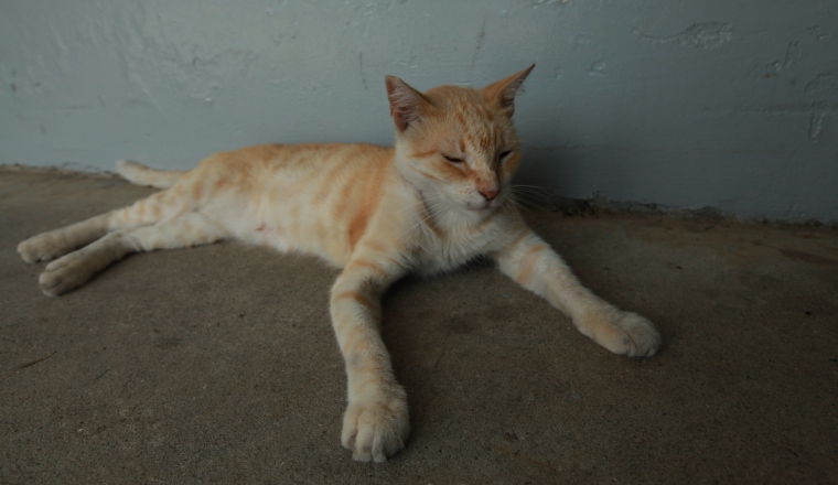 La pequeña felina tiene tan buen carácter que se deja acariciar de todos. De hecho tres fanáticos han intentado llevársela. La pequeña felina tiene tan buen carácter que se deja acariciar de todos. De hecho tres fanáticos han intentado llevársela.