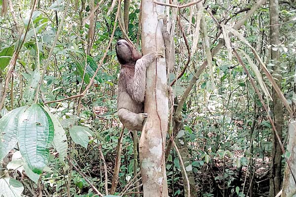 Su  área de movilización es de un kilómetro cuadrado.