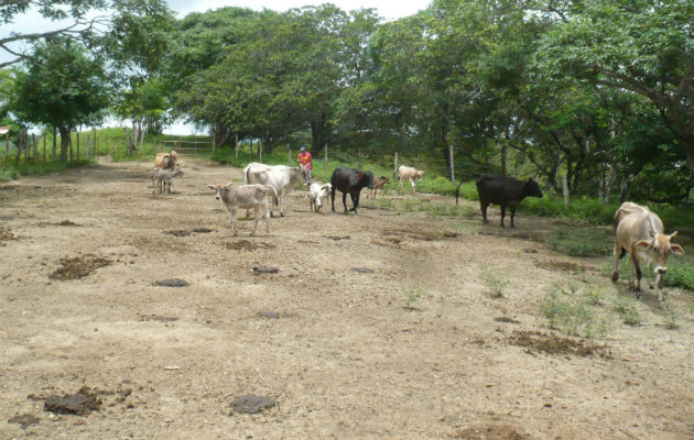En peligro Animales sufren la carestía de agua. Foto: EPASA