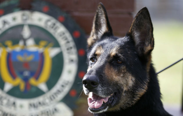 Thomas Bush deberá pagar también por crueldad animal. 