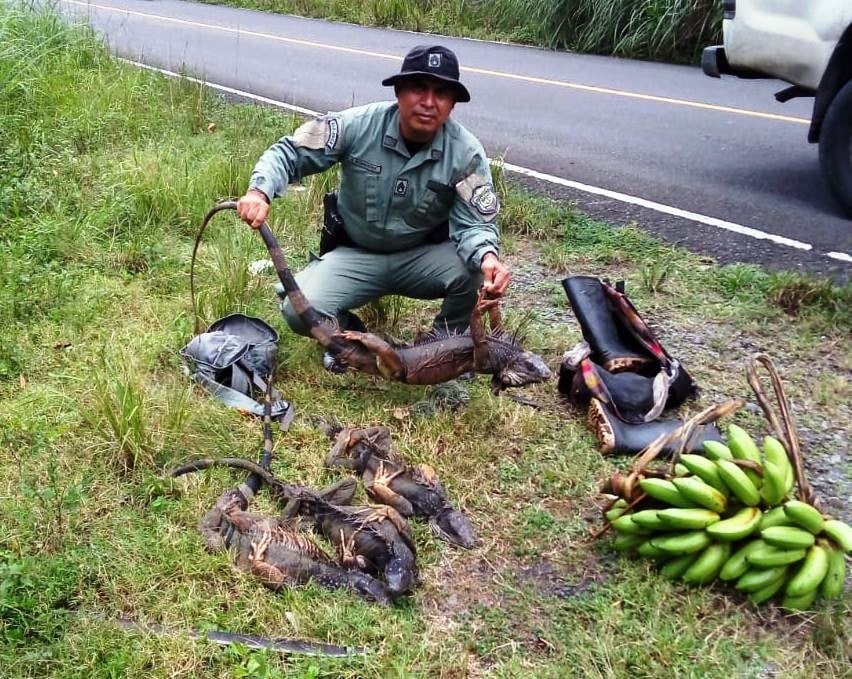 Cazadores furtivos siguen haciendo de las suyas en Colón, cayeron con iguanas Los reptiles fueron liberados en la naturaleza. Foto. Diómedes Sánchez S.