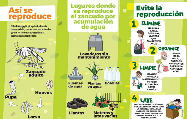 El Minsa instó a la población a acabar con los criaderos de los mosquitos aedes aegypti. Foto: Panamá América. El Minsa instó a la población a acabar con los criaderos de los mosquitos aedes aegypti. Foto: Panamá América.