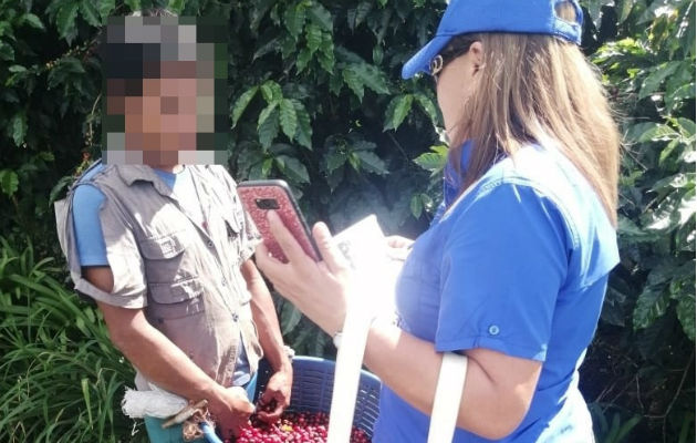 Menores son detectados laborando en campos agrícolas en Chiriquí Los operativos se realizaron por parte de funcionarios del Departamento de Inspección de Menores. Foto: Mayra Madrid.