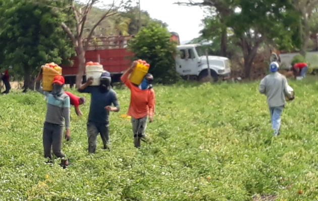 En la actividad agropecuaria participan unos 75 tomateros de la región. Foto: Thays Domínguez. 