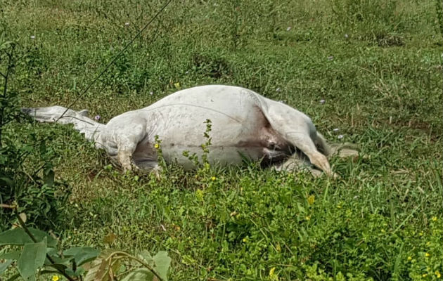 Yegua muere por descarga eléctrica en Las Cabras de Pesé, Herrera La yegua aparentemente hizo contacto con un cable que se bajaba del poste dentro del potrero. Foto: Thays Domínguez.