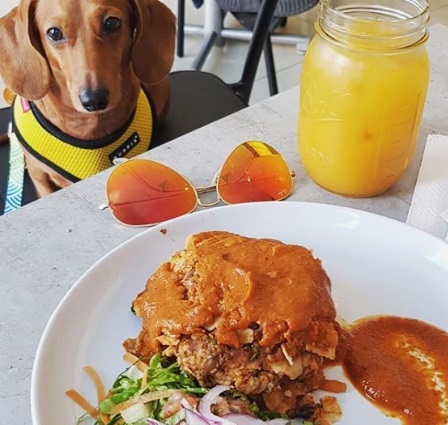 mascotas-_restaurantes.jpg mascotas-_restaurantes.jpg