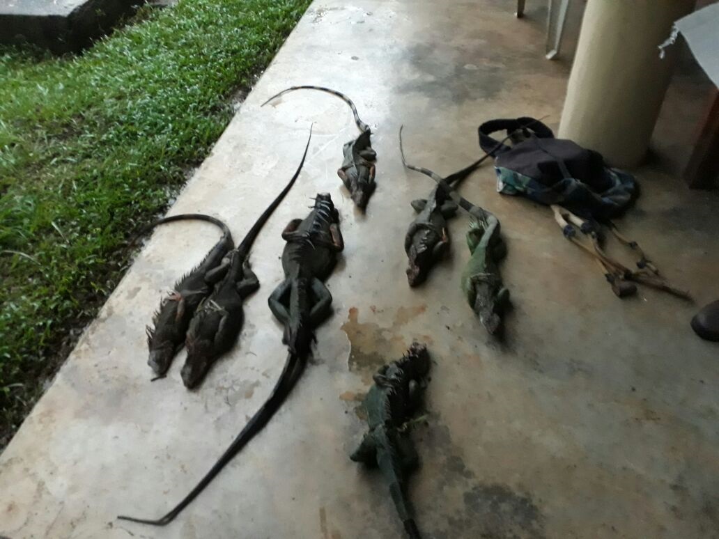 Iguanas verdes y tegus se convierten en animales "prohibidos" en Florida La crianza e importación de estas especies no se permitirá. Fotos: EFE/Archivo.