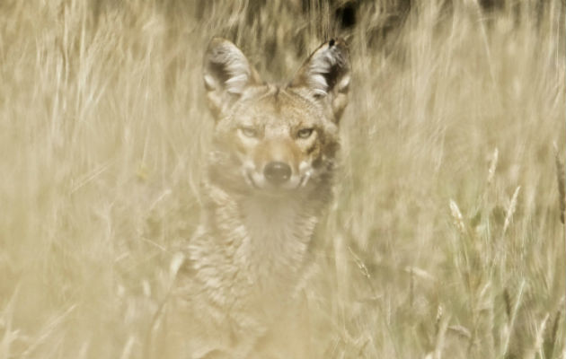 Coyote que deambulaba por la pista del aeropuerto Enrique Malek es rescatado El coyote Habita en una gran diversidad de ecosistemas, tropicales, templados y áridos. Fotos: Mayra Madrid/Archivo.