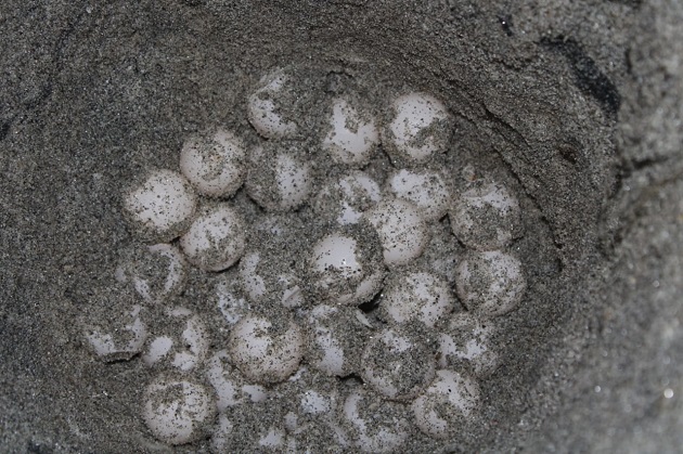 Los 270 huevos de la tortuga lora fueron reubicados. Los 270 huevos de la tortuga lora fueron reubicados.