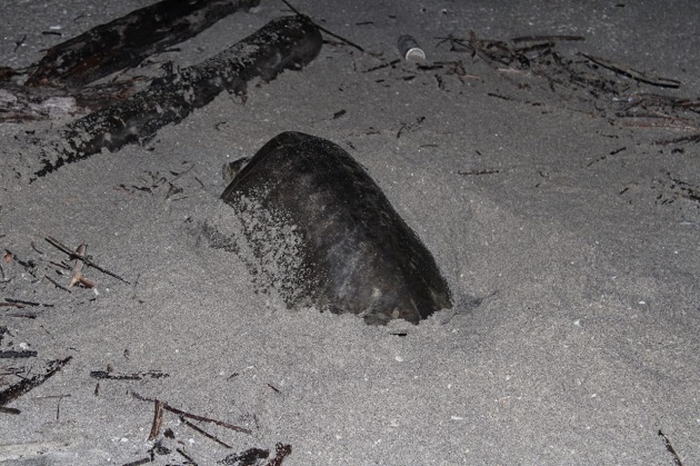 Las tortugas marinas sufren diversas amenazas en las playas de anidación, como la caza furtiva y el saqueo de huevos. Las tortugas marinas sufren diversas amenazas en las playas de anidación, como la caza furtiva y el saqueo de huevos.
