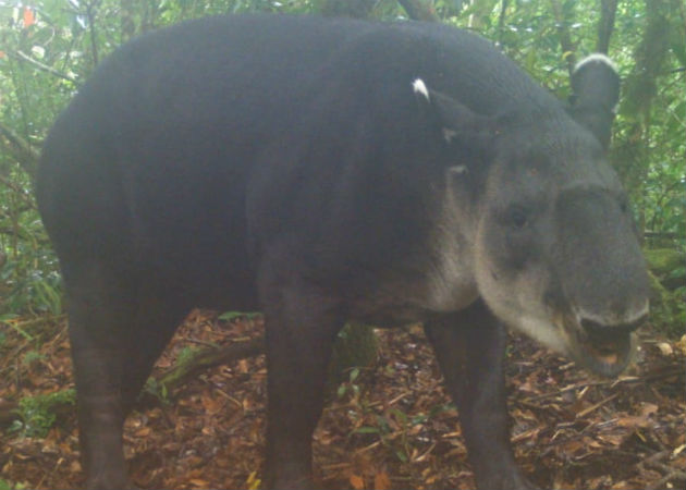 Cámaras trampa captan fauna silvestre existente en el Parque Internacional La Amistad Un ejemplar de tapir (macho de monte), fue captado también por la cámara trampa. Fotos: Mayra Madrid.