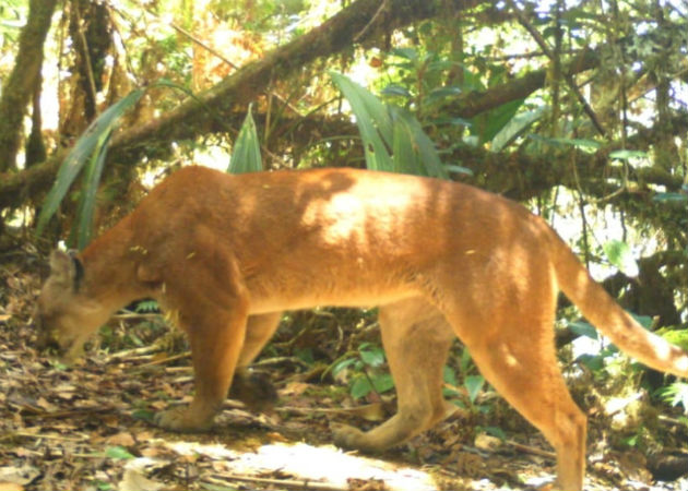 Cámaras trampa captan fauna silvestre existente en el Parque Internacional La Amistad Un ejemplar de tapir (macho de monte), fue captado también por la cámara trampa. Fotos: Mayra Madrid.