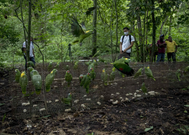Liberan a más de medio centenar de loras tras su cautiverio en Nicaragua Varias loras vuelan tras ser liberadas en su hábitat natural en Chinandega (Nicaragua). Fotos: EFE..