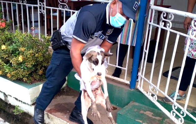 La Dinapart brinda apoyo a rescatista para la movilización de animales rescatados. Foto:Cortesía La Dinapart brinda apoyo a rescatista para la movilización de animales rescatados. Foto:Cortesía