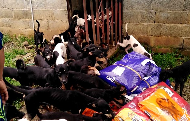 La Fundación MOCA Panamá alberga a unos 60 perros, otros 20 están en hogares temporales. Foto: Cortesía La Fundación MOCA Panamá alberga a unos 60 perros, otros 20 están en hogares temporales. Foto: Cortesía