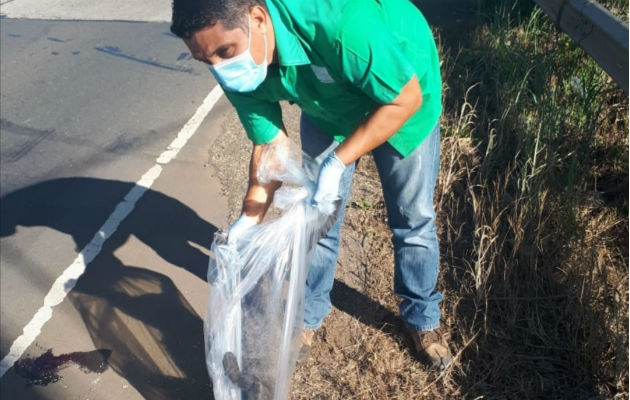 El animal fue retirado de la vía por personal de MiAmbiente. Foto: Thays Domínguez. El animal fue retirado de la vía por personal de MiAmbiente. Foto: Thays Domínguez.