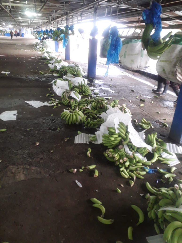Estado en que quedaron los racimos de banano en la empacadora. Foto:Cortesía Estado en que quedaron los racimos de banano en la empacadora. Foto:Cortesía