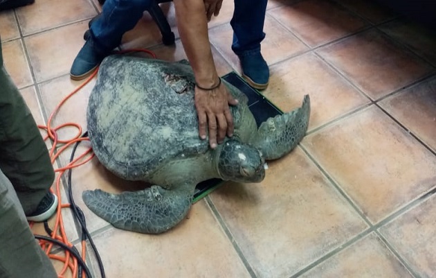 La tortuga olivácea o golfina es de la familia Cheloniidae. Foto cortesía La tortuga olivácea o golfina es de la familia Cheloniidae. Foto cortesía