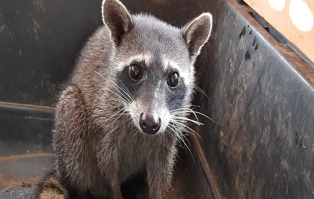 No se debe alimentar a los animales silvestres porque corren el riesgo de tener una mala nutrición. No se debe alimentar a los animales silvestres porque corren el riesgo de tener una mala nutrición.