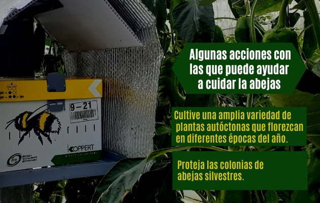 Algunas acciones con las que puede ayudar a ciudar la abejas. Algunas acciones con las que puede ayudar a ciudar la abejas.