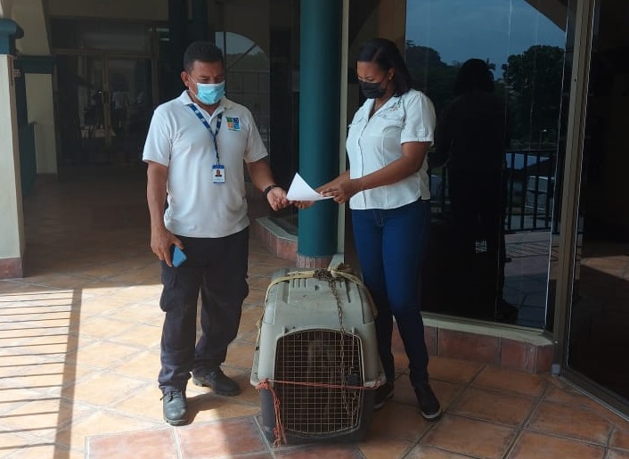 El coyote ya recibe atención veterinaria por parte de MiAmbiente. Foto: Diómedes Sánchez 
