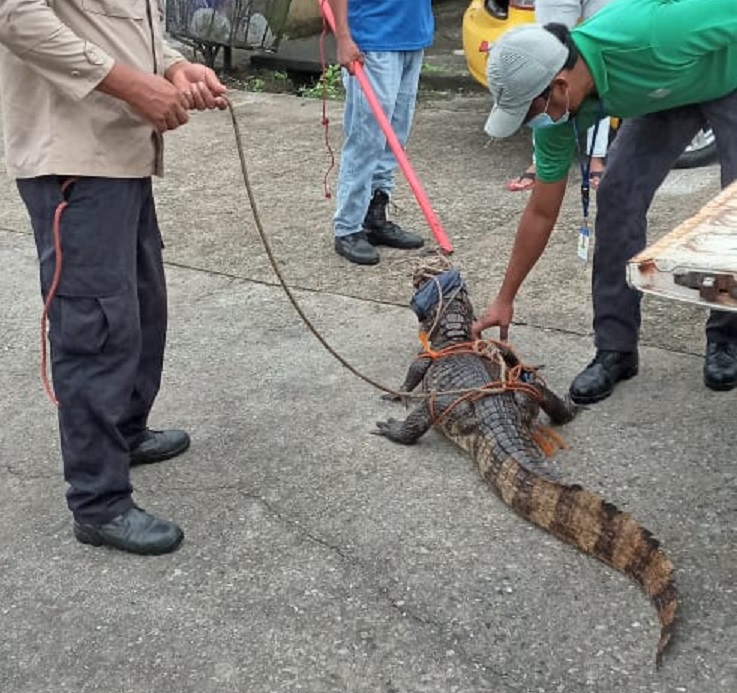 El lagarto fue rescatado por funcionarios de MiAmbiente. Foto: Diómedes Sánchez El lagarto fue rescatado por funcionarios de MiAmbiente. Foto: Diómedes Sánchez