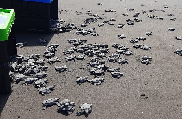 Durante el 2020 se detectaron 383 nidos de tortuga marina, donde solo uno corresponde a la especie Carey con 114 huevos. Foto: Cortesía MiAmbiente Durante el 2020 se detectaron 383 nidos de tortuga marina, donde solo uno corresponde a la especie Carey con 114 huevos. Foto: Cortesía MiAmbiente
