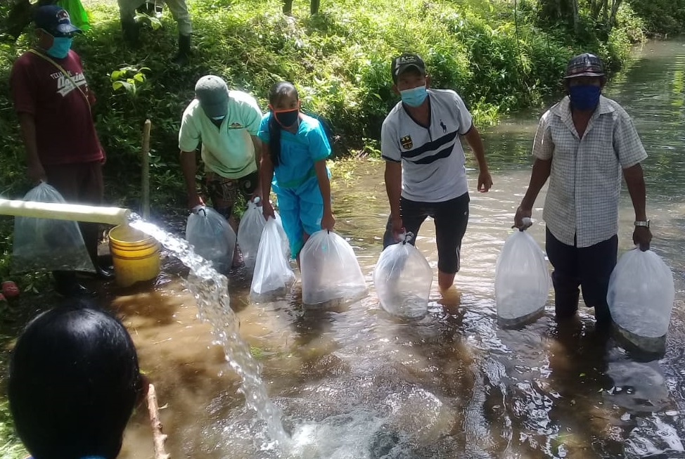 Unos 4,200 alevines de tilapias doradas fueron sembrados en estanques. Foto: Cortesía/Mides Unos 4,200 alevines de tilapias doradas fueron sembrados en estanques. Foto: Cortesía/Mides