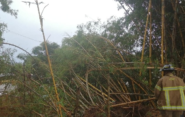 bambu_pa.jpg bambu_pa.jpg